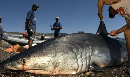 曾经海洋中最大的鲨鱼灭绝了