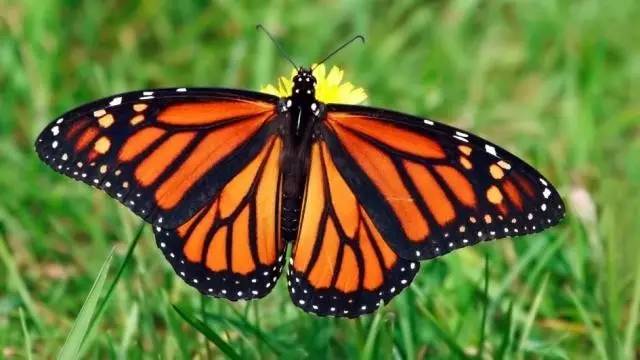 monarch butterfly: a large american butterfly(danaus plexippus)