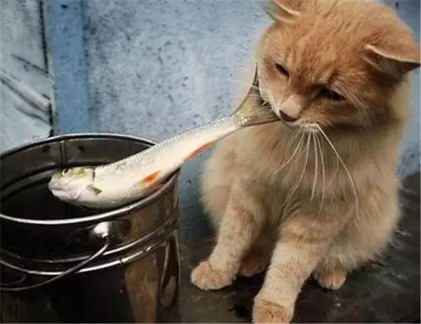 猫咪吃小鱼干好不好?猫咪吃小鱼干有坏处吗?