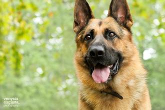 德国牧羊犬幼犬如何饲养怎么给小德牧补充营养