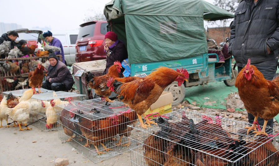 灞桥集市年味足土鸡成最受欢迎年货