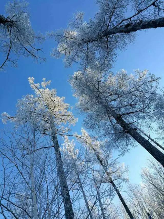 美呆|我在雪乡过大年,冷冷清清的风风火火