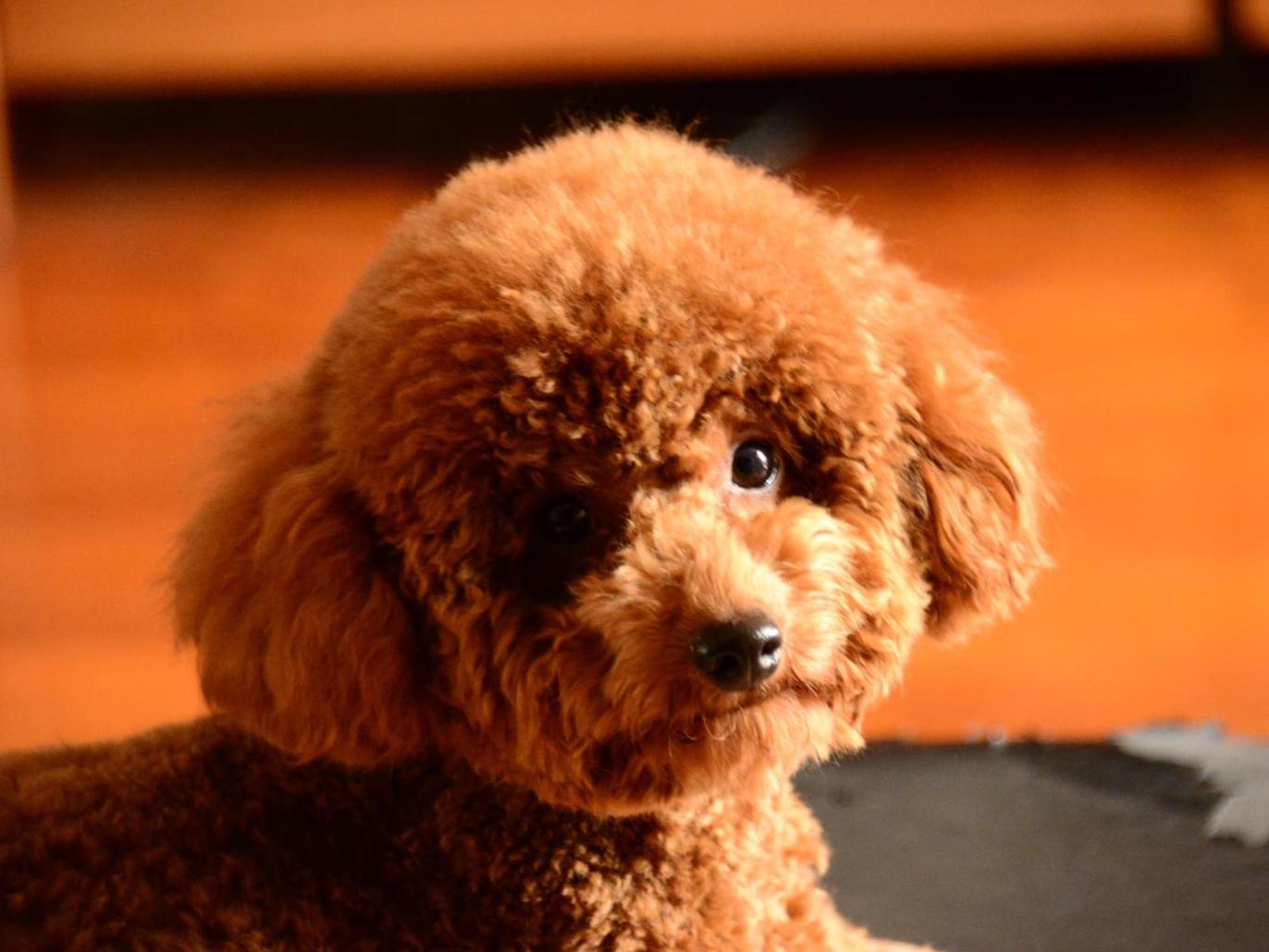纯种泰迪犬幼犬狗狗出售 宠物泰迪犬可支付宝交易 泰迪/贵宾 /编号10097900 - 宝贝它