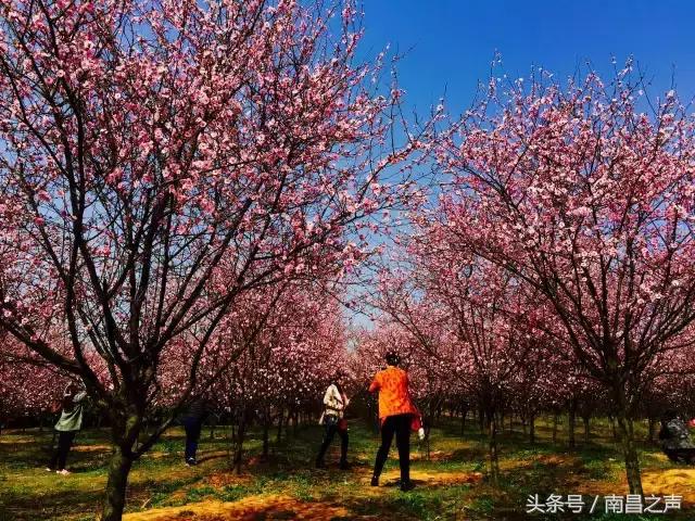 本届梅花节以"五福梅花 快乐2017"为主题 凤凰沟