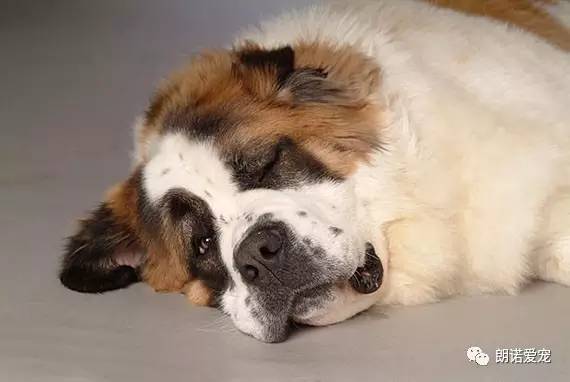 狗狗睡觉时抖腿是什么原因?-学网-中国IT综合门