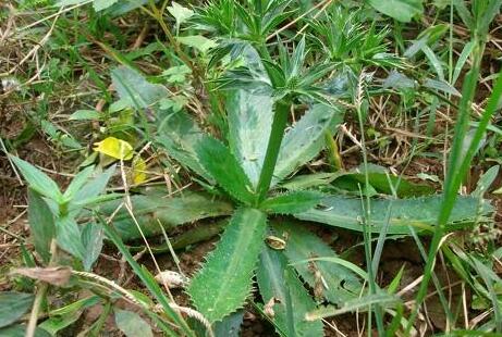 大家吃过这种野生香菜吗