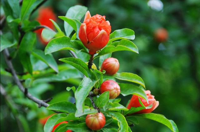 生命中的花:石榴花,火红的花朵,生命的热烈!