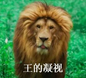 他拍的武汉史上最全动物园表情包,过年用好喜