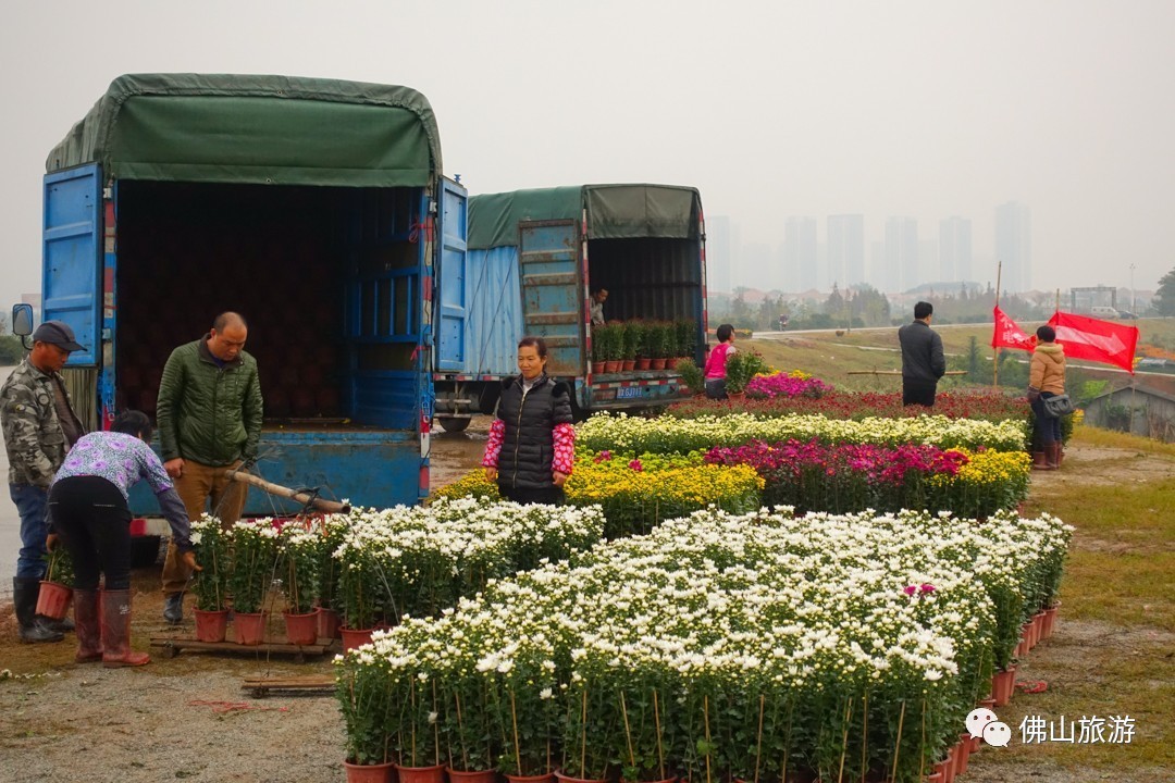 一车车的菊花,金桔等时令年花,从这里的田野出发运住省内各地,为春节