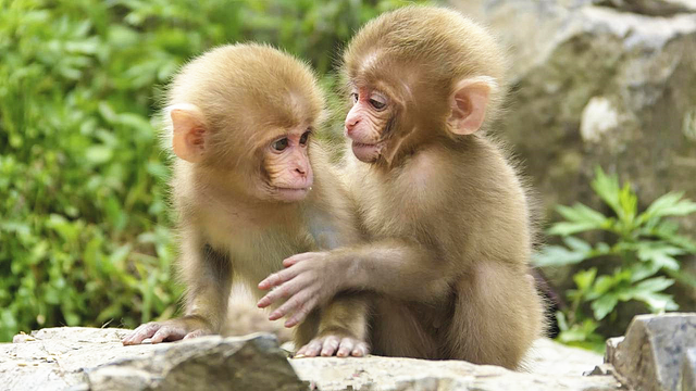刚出生的猴子像人类婴儿 在睡梦中也会自发地微笑图片