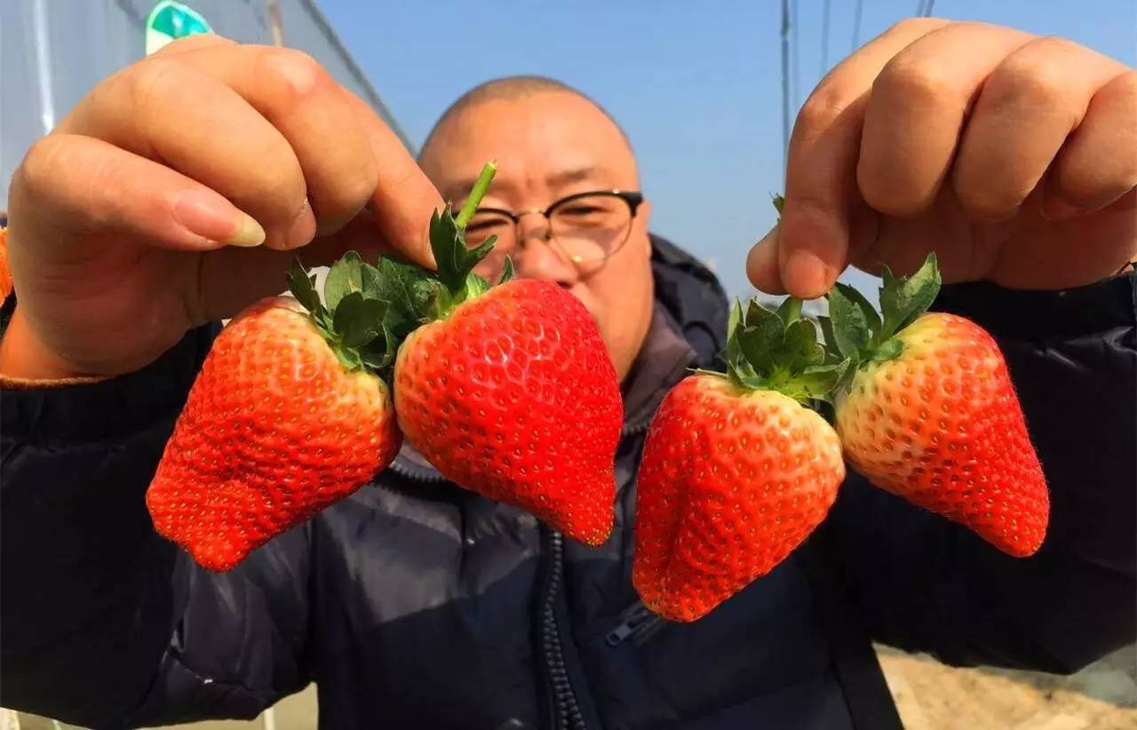 长丰太空草莓上市啦记者带您揭开太空草莓的神秘面纱