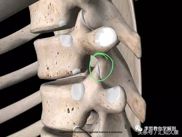 其实脊柱有一个我喜欢称为"半锁扣"的关节突关节(或称小面关