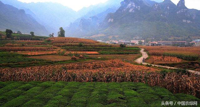 农村外出人口那耕地人口_牛耕地图片