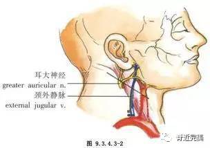 耳大神经:耳大神经起于第二,第三颈神经,为颈丛皮支中最大的分支.