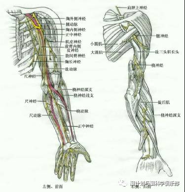 腋神经皮支分布于肩部和上臂外上部的皮肤,传导该部位的皮肤感觉.