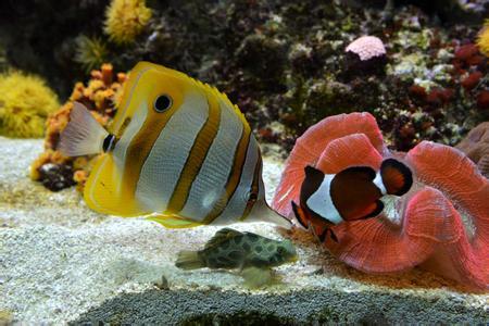 怎么养热带鱼才不容易死,如何让热带鱼活得更