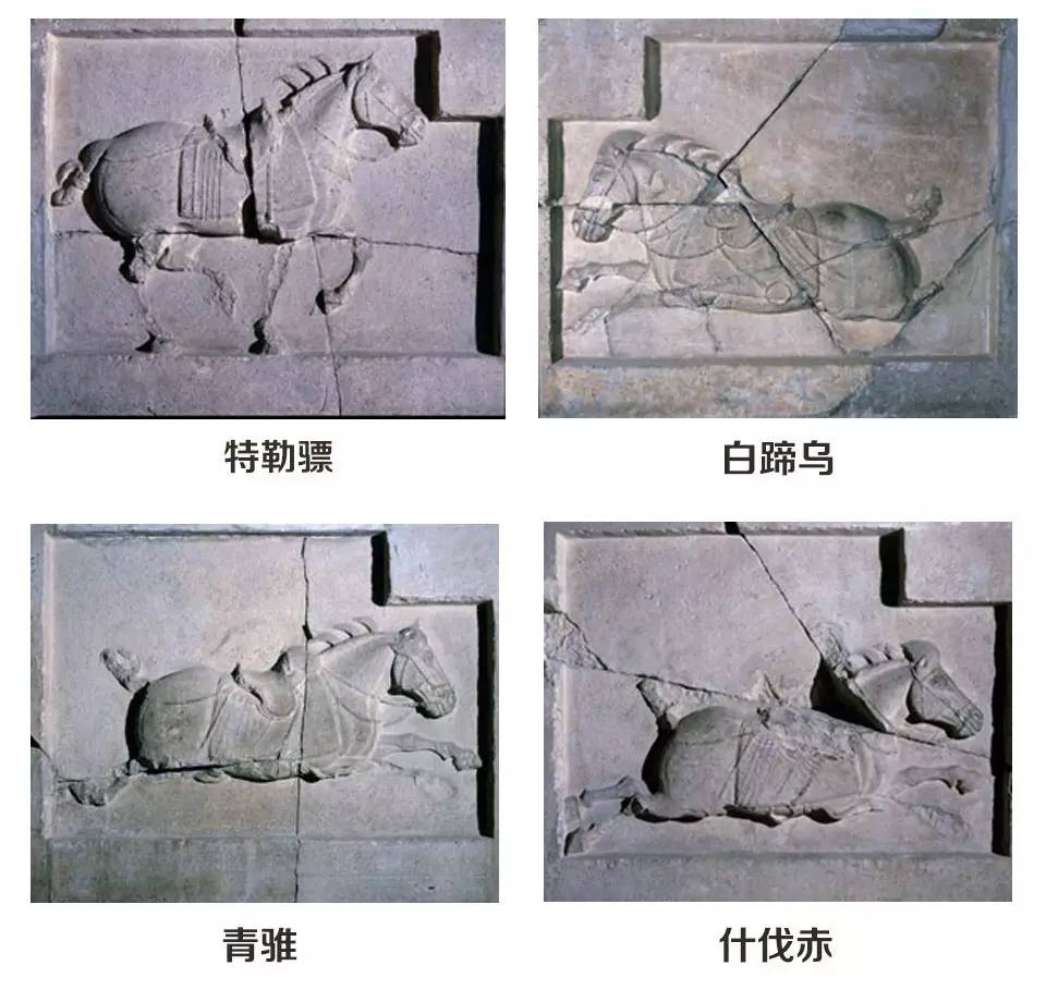 西安碑林博物馆"昭陵六骏" 其中"飒露紫"和"拳毛騧"为复制品 作为