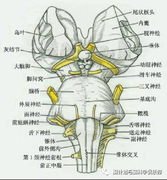 6-4 脑干腹面观