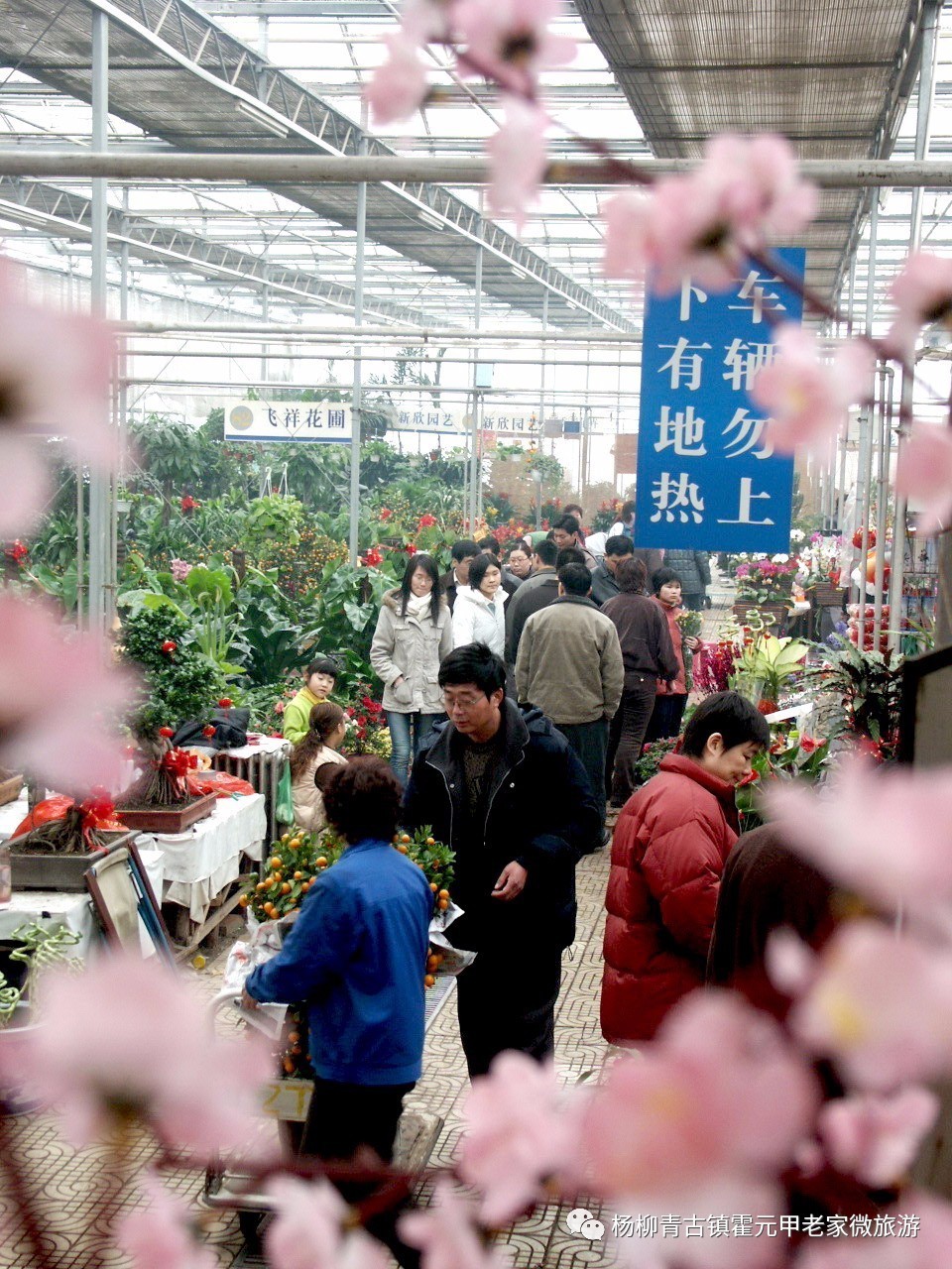 2017梨园迎春花卉节