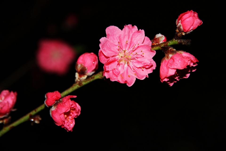 简谱桃花运_桃花运简谱歌谱