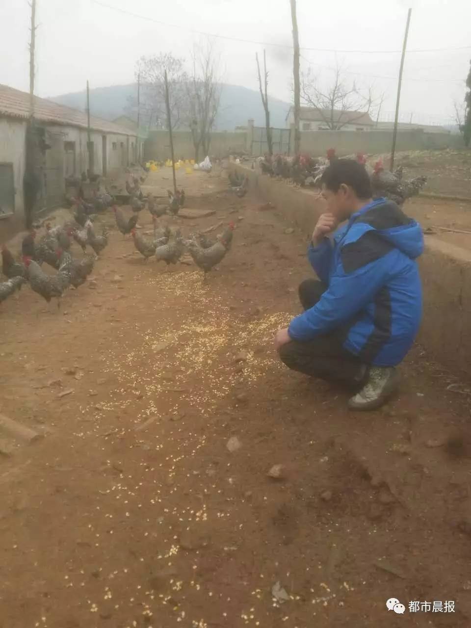 徐州一大学生创业,包下吕梁千亩山头喂芦花鸡