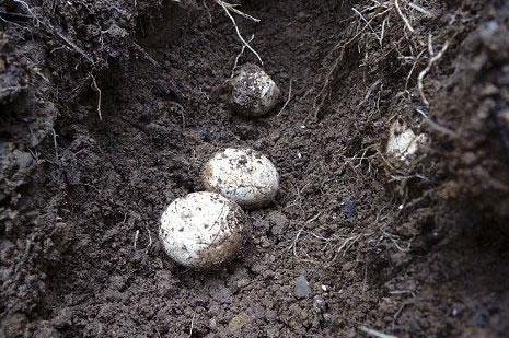 女子野外捡到几枚"野鸡蛋",没想到孵化居然是这