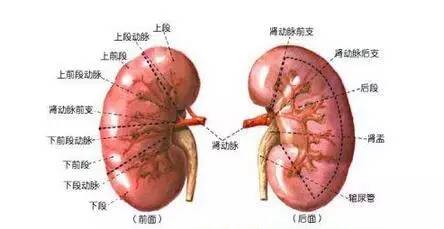 没有食欲:肾脏出现问题,人体的代谢就会随之出现