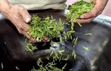 你知道茶叶"杀青"的目地是什么?