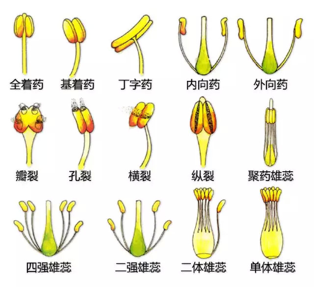 花 子房▼花冠▼花序▼花穗 裸子植物▼茎 芽▼茎▼茎与根▼根▼果实