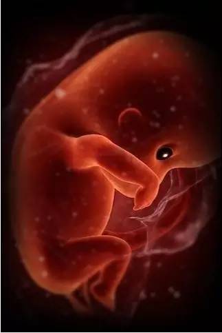 子宫里的胎儿