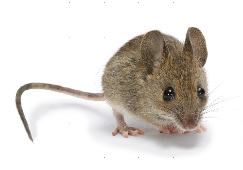 科学家用光触发老鼠神经元 老鼠瞬间变身杀戮机器 