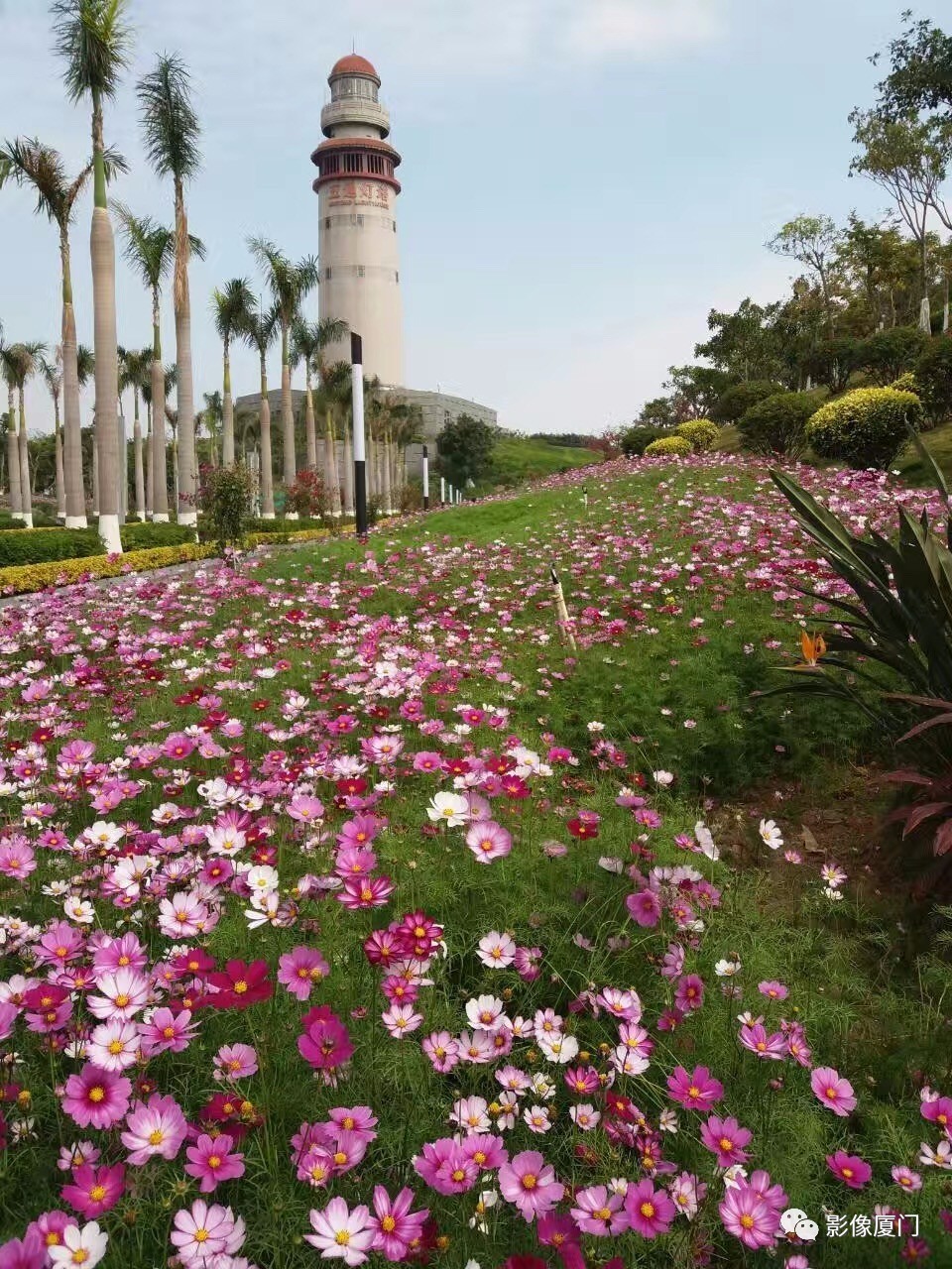 厦门灯塔公园花海唯美绽放…春节假期,一起赏花吗?