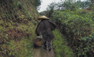 89岁采药师:为找一种山草药 翻好几座山