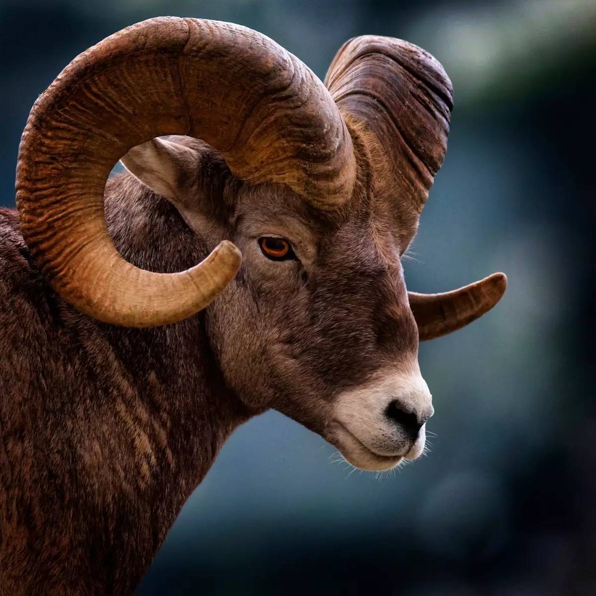 大角羊 big horn sheep