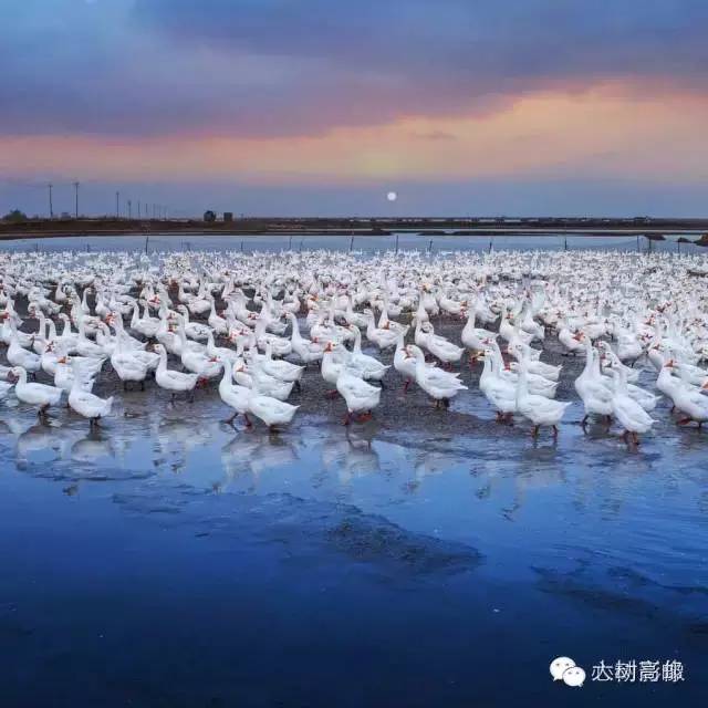 高邮市多少人口_高邮市南海中学藏芳