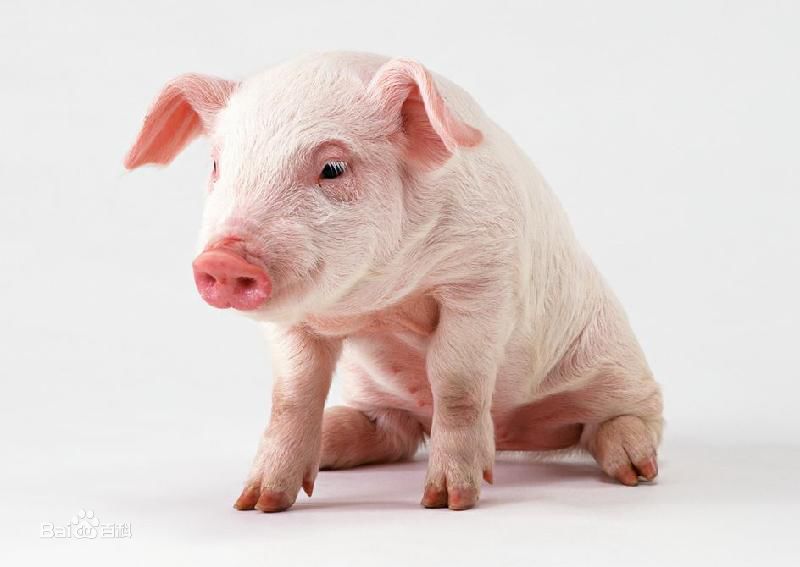 未来三年,国家扶持养猪政策将重点补贴这几方