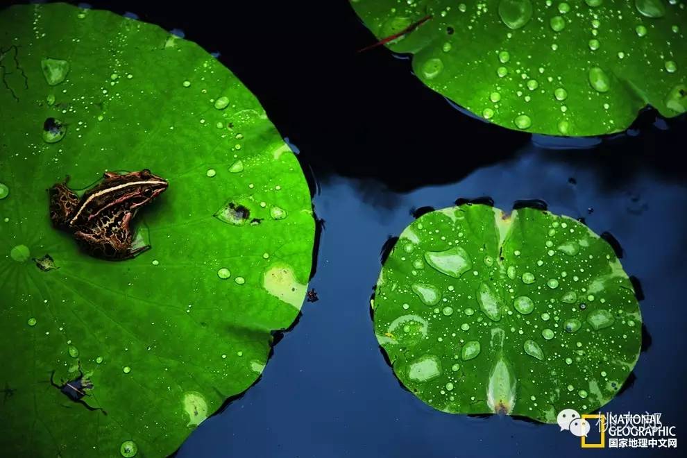 日本俳圣 | 松尾芭蕉的诗魂之路