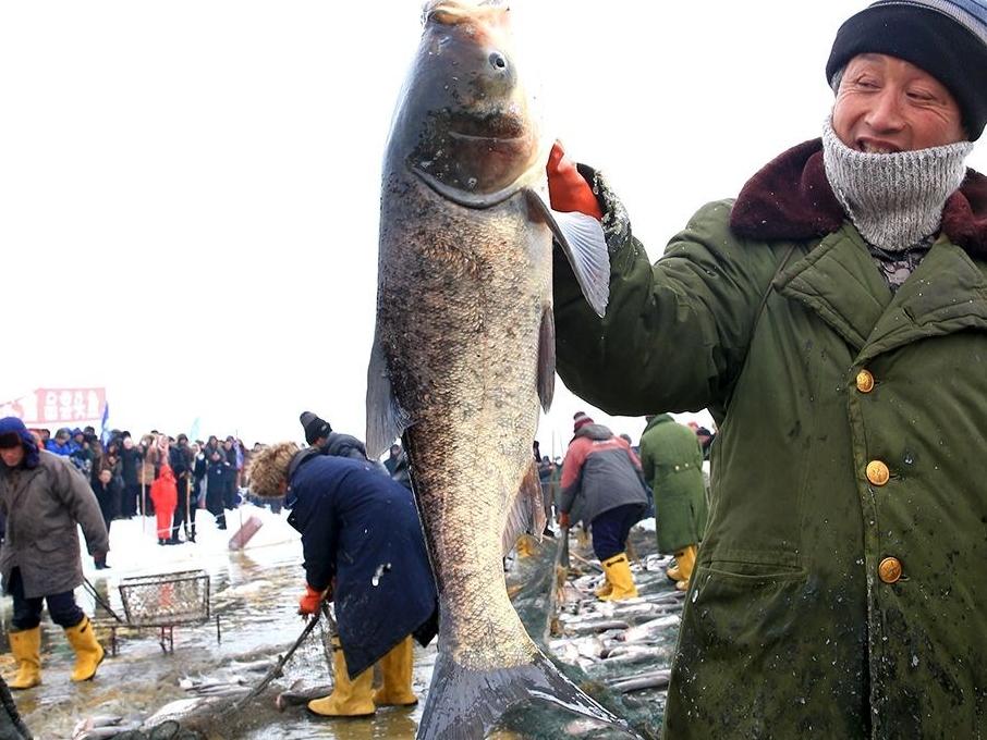 又到冬捕季,壮观打鱼场面,品味养分美味的胖头鱼