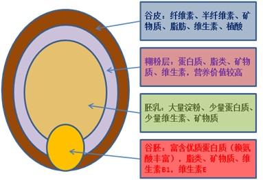 小麦结构图