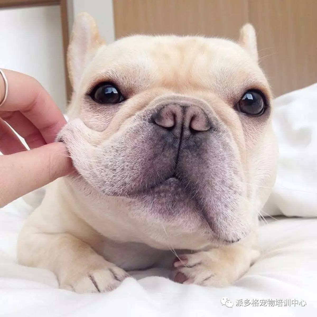【宠物护理】宠物狗狗脸部清洁的小方法