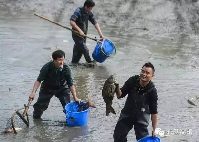 高邮市多少人口_高邮市南海中学藏芳