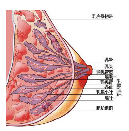 为什么有的人乳房硬邦邦,有的人却软绵绵?