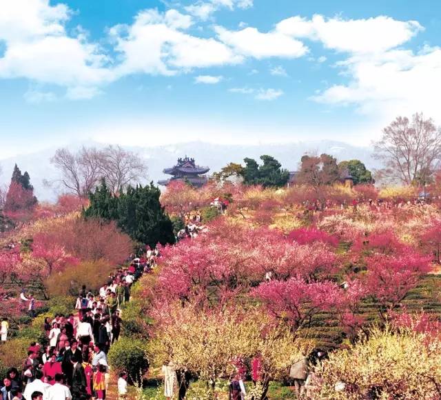 明孝陵(梅花山,梅花谷)