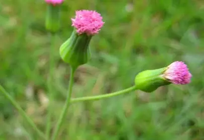 12生肖，都有对应的荣幸植物，看看你合适养什么？