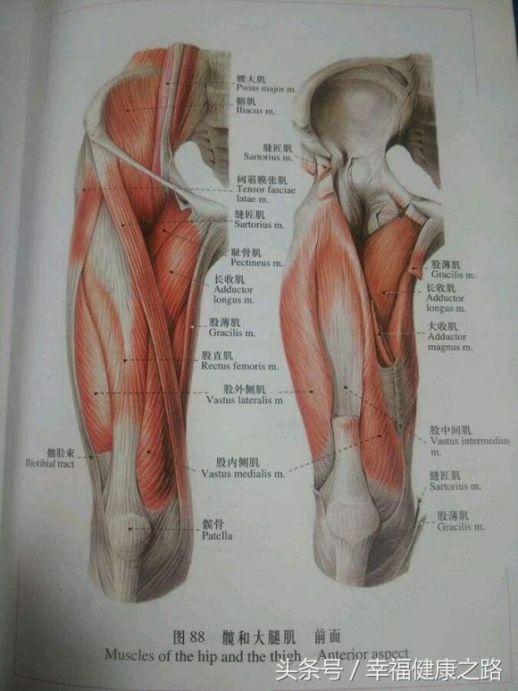 臀小肌,股二头肌;五膝关节运动痛疼或障碍:弱关节失稳和股内侧肌,股
