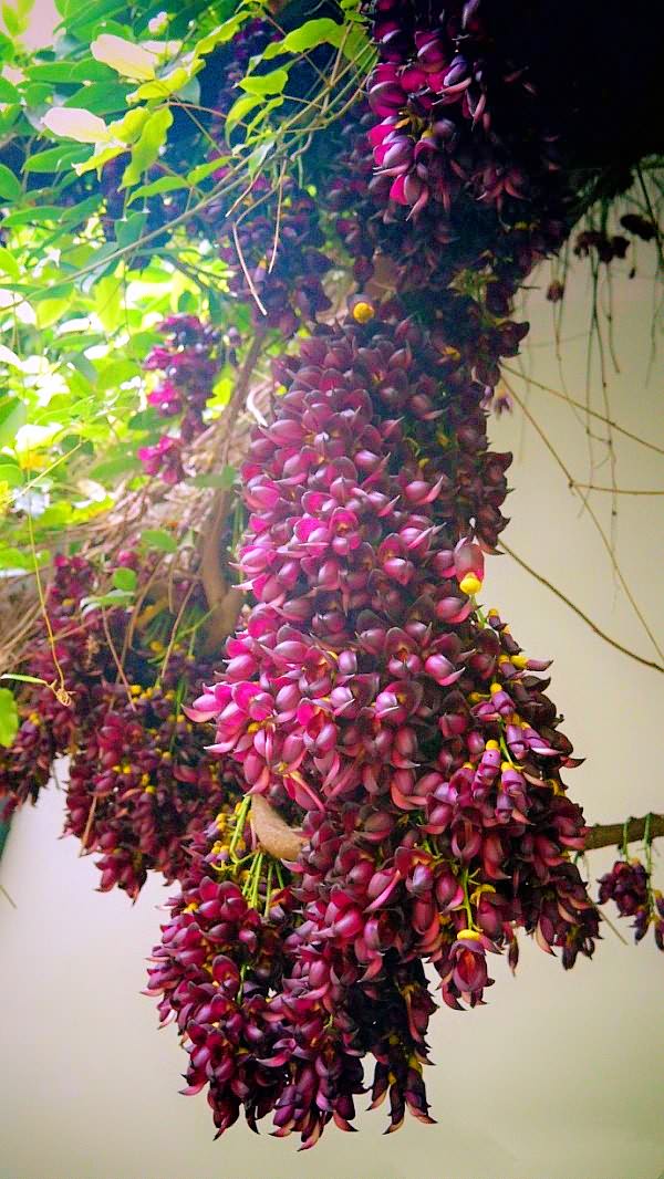 蝶形花科油麻藤属木质藤本植物之禾雀花