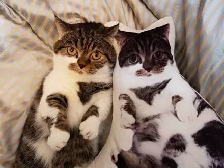 网友用自家猫的照片做了一款抱枕,猫看到后.