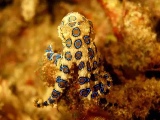 蓝环章鱼(英文:blue-ringed octopus 拉丁:g enus hapalochlaena)