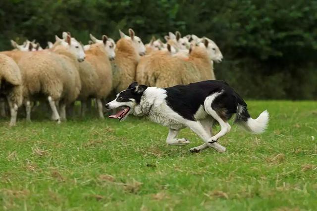 什么家什么犬成语_成语故事图片(2)