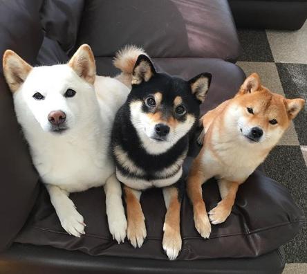 一个家里集齐了三色柴犬,每一只柴犬都是抢镜